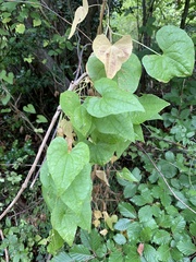 Angiospermae