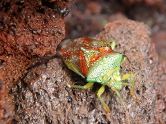 Elasmostethus interstinctus