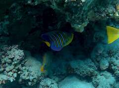 Pygoplites diacanthus