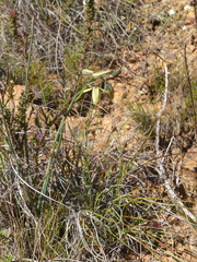Albuca juncifolia