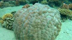 Porites