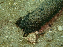 Holothuria leucospilota