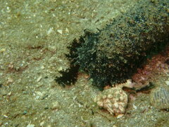 Holothuria leucospilota