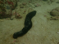 Holothuria leucospilota