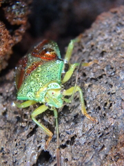 Elasmostethus interstinctus