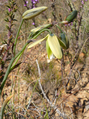 Albuca juncifolia