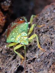 Elasmostethus interstinctus