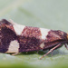 Currant Shoot Borer Moth - Photo (c) cossus, some rights reserved (CC BY-NC)