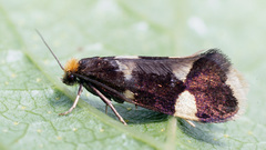 Lampronia capitella