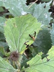 Toxonevra superba