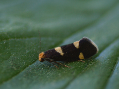 Lampronia capitella