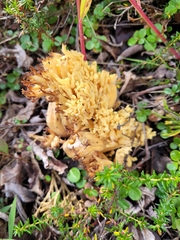 Ramaria