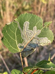 Phyllocnistis populiella