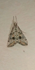 Crambidae