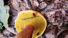 Boletus miniato-olivaceus