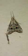 Crambidae
