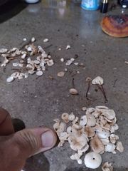 Mycetinis scorodonius