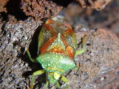 Elasmostethus interstinctus