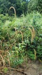 Elymus riparius