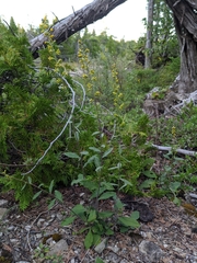 Solidago hispida hispida