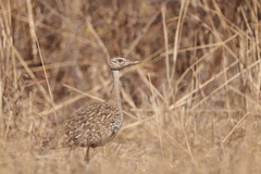 Eupodotis ruficrista