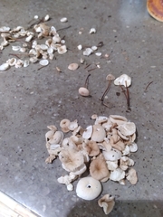 Mycetinis scorodonius