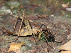 Tettigoniidea