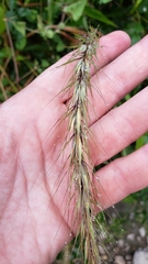 Elymus riparius