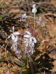 Lapeirousia pyramidalis pyramidalis
