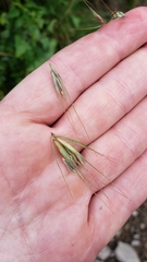 Elymus riparius