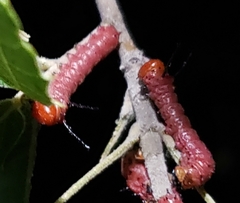 Anisota oslari