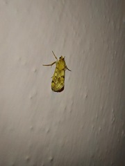 Tegostoma