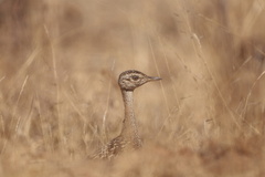 Eupodotis ruficrista