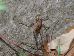 Tettigoniidea