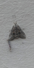 Crambidae