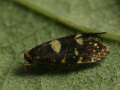 Lampronia corticella