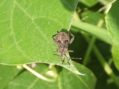 Acanthocoris sordidus
