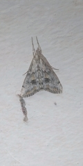 Crambidae