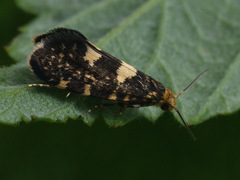 Lampronia corticella