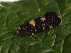 Lampronia corticella