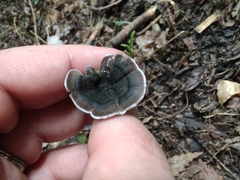 Phellodon niger