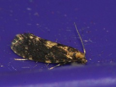 Lampronia corticella