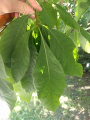 Chionanthus virginicus