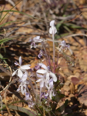 Lapeirousia pyramidalis pyramidalis