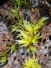 Racomitrium