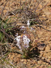 Lapeirousia pyramidalis pyramidalis