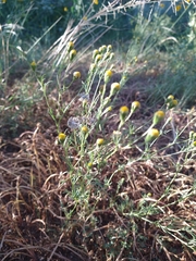 Picradeniopsis multiflora
