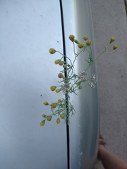 Picradeniopsis multiflora