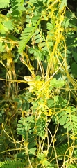 Cuscuta