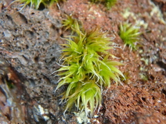 Racomitrium